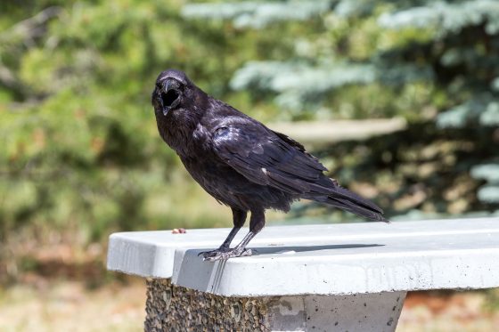 One of Banff National Park's picnic table sized ravens. Dawn Page / CoastsideSlacking