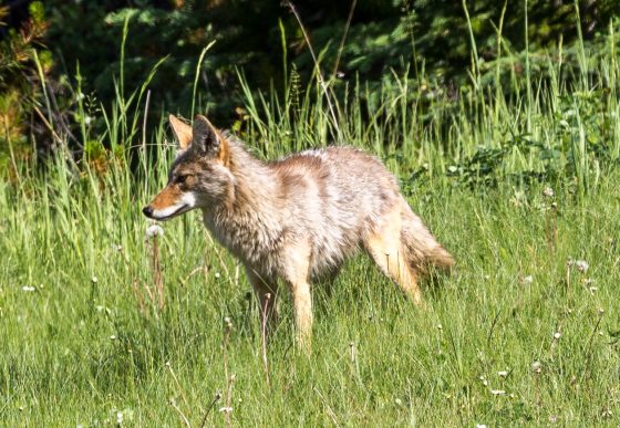 Coyote excitement at Banff National Park. Dawn Page / CoastsideSlacking