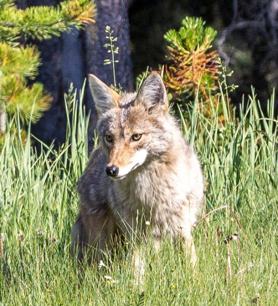 Coyote excitement at Banff National Park. Dawn Page / CoastsideSlacking