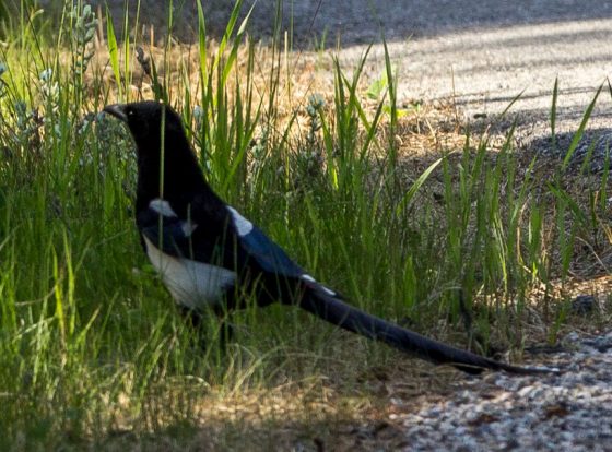 Magpie, here to soothe our disappointment at not seeing a moose.