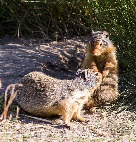 Columbian ground squirrel (prairie dog) meet-up at Banff National Park. Dawn Page / CoastsideSlacking