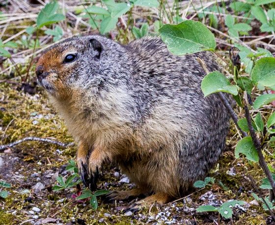 A very fat ground squirrel at Banff National Park. Dawn Page / CoastsideSlacking