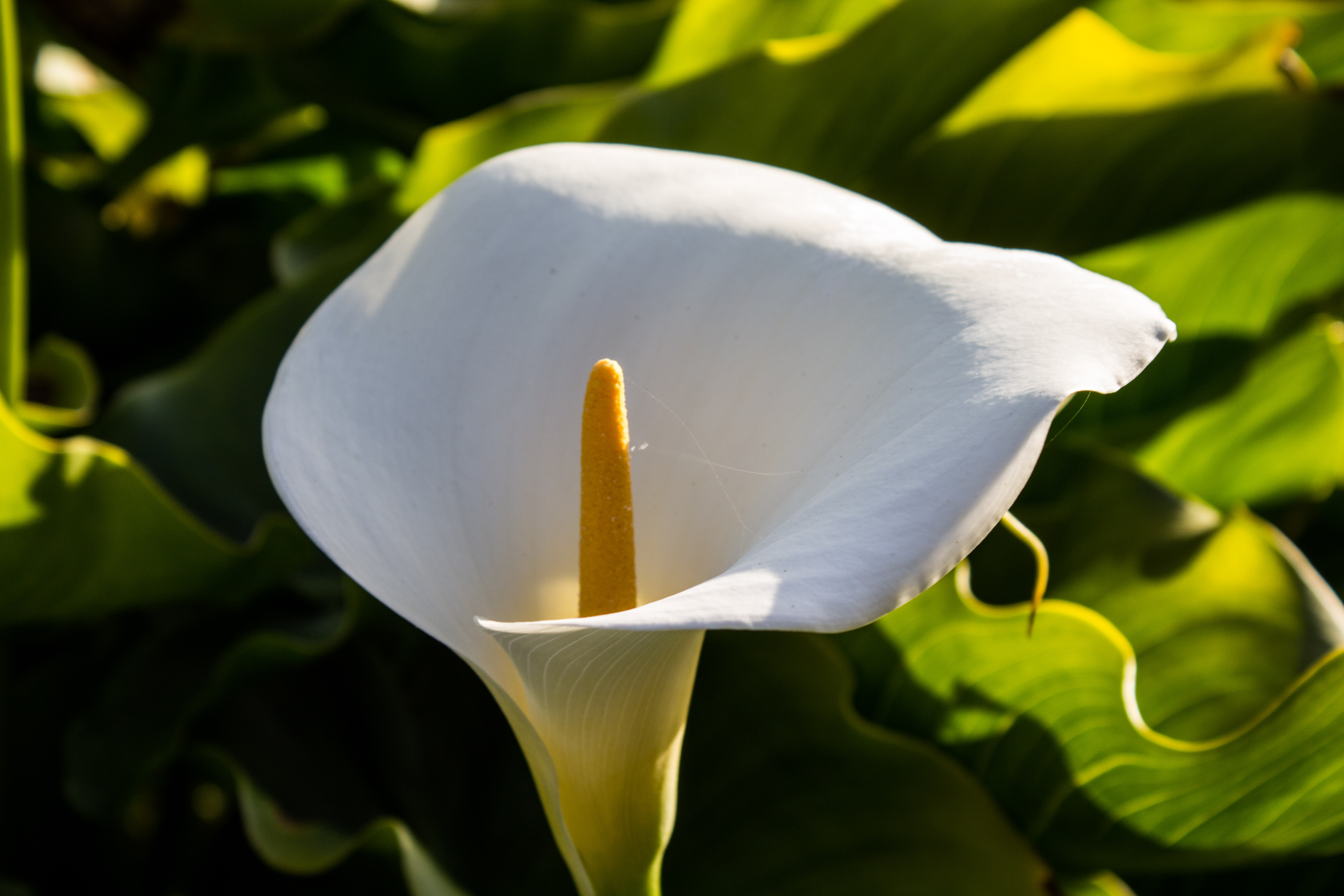 Rugged Big Sur Coast Cradles a Floral Fairyland Called Calla Lily Valley Coastside Slacking