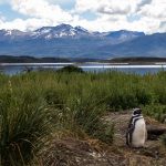 Living the Penguin Dream at the ‘End of the World’ in Patagonia